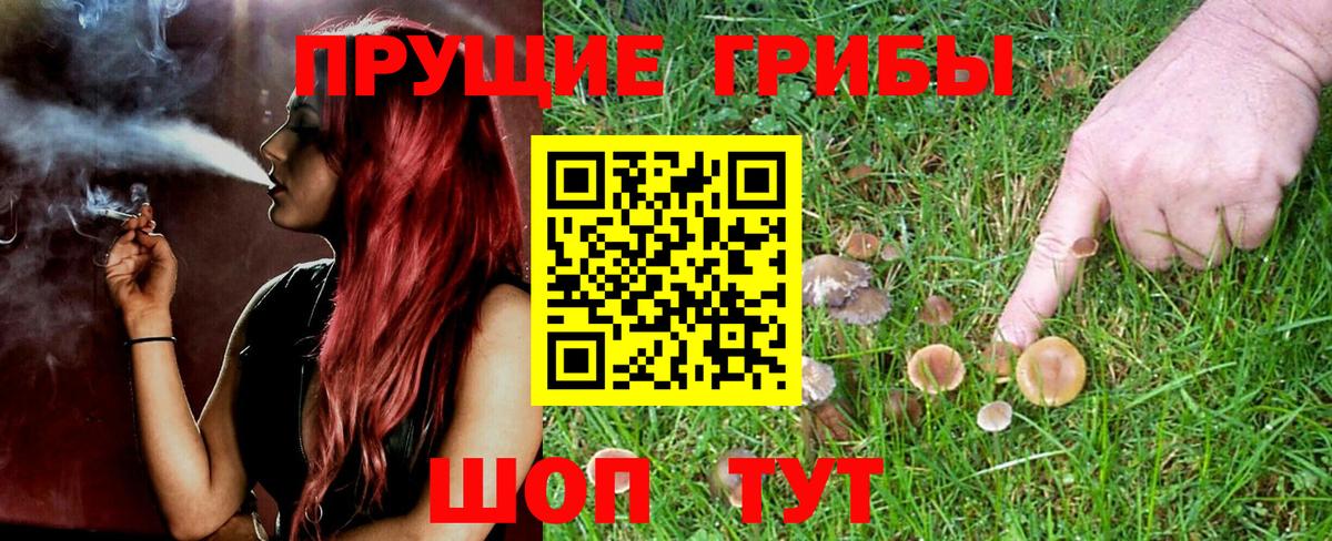 Галлюциногенные грибы GOLDEN TEACHER  Галлюциногенные грибы Psilocybe  Нижнеудинск  купить  цена  Вход с VPN 